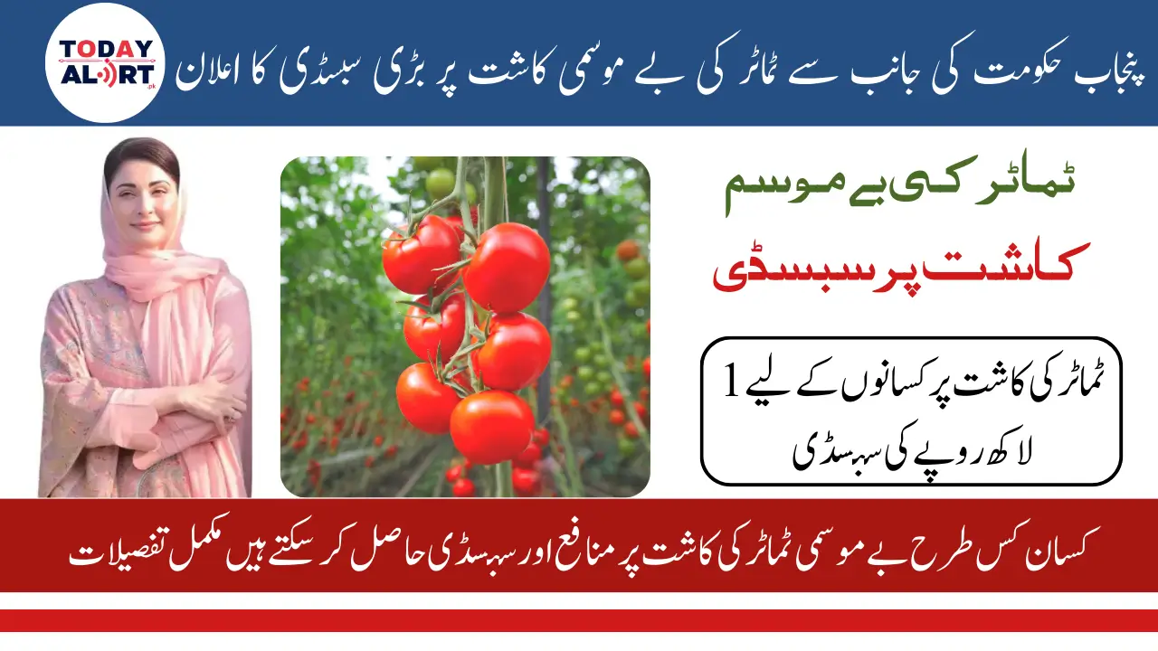 Punjab Government Announced Special Subsidy on Seasonless Cultivation of Tomatoes